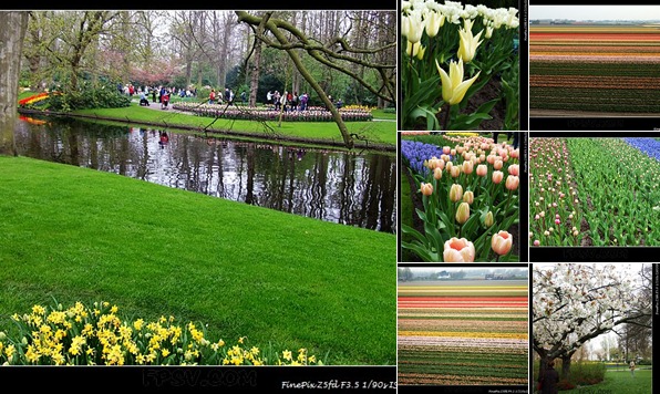 查看 2011-04-18 keukenhof